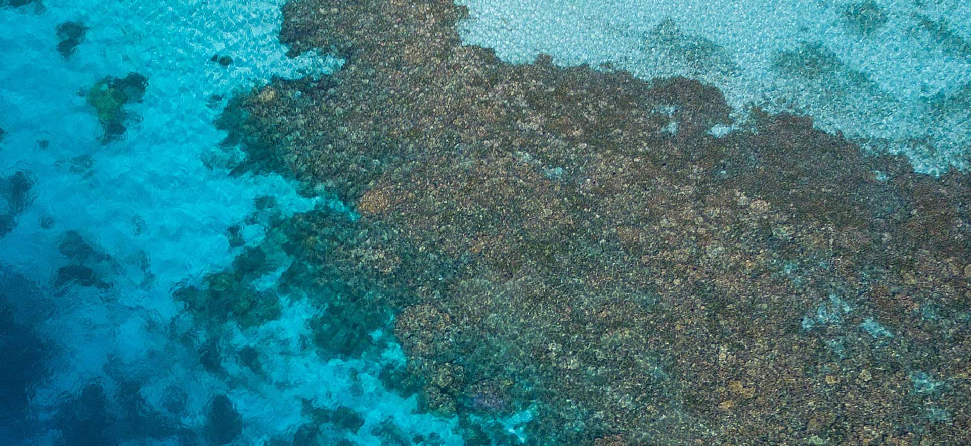 Florida Coral Reef Ecosystem