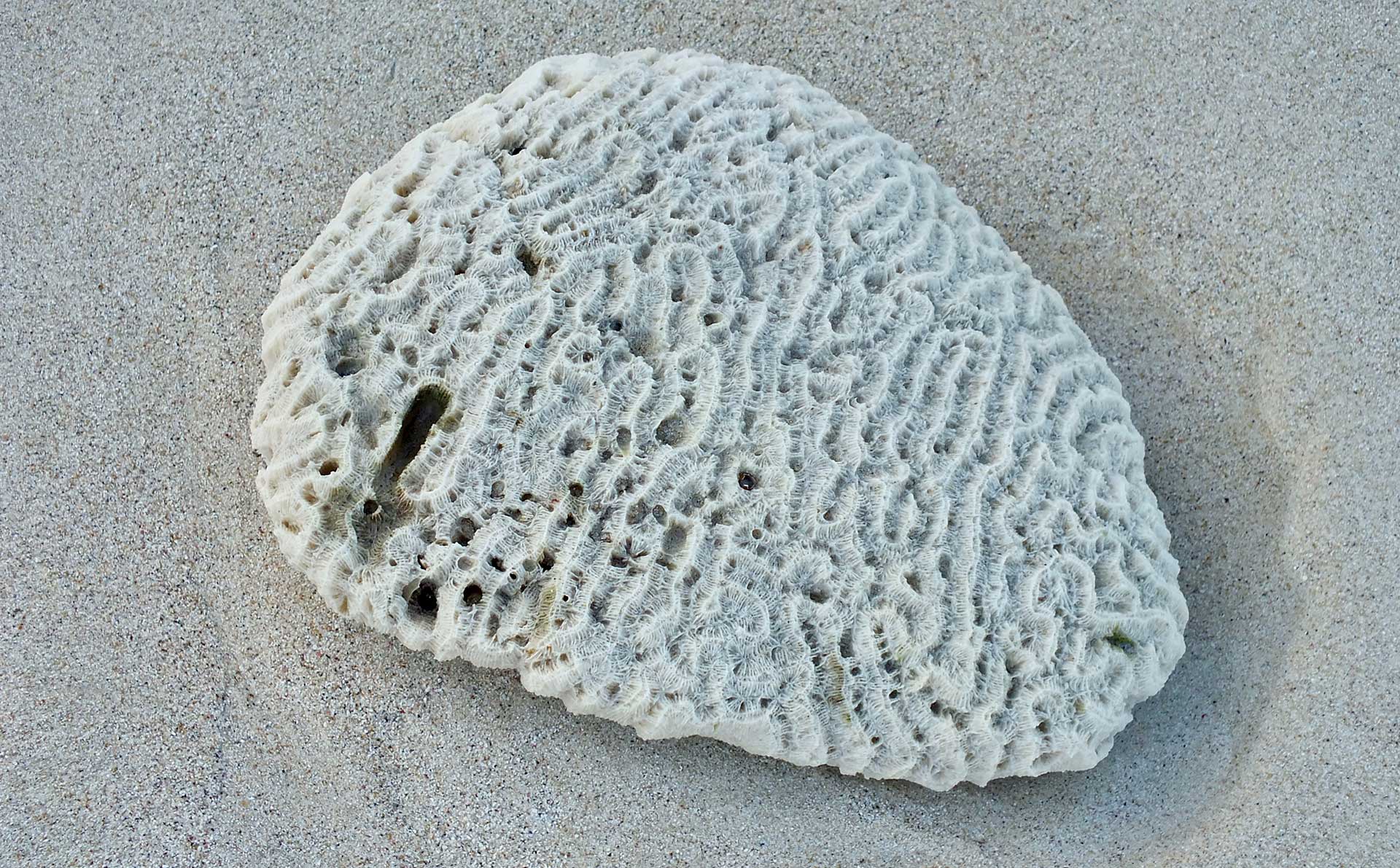 Florida's Dead Brain Coral