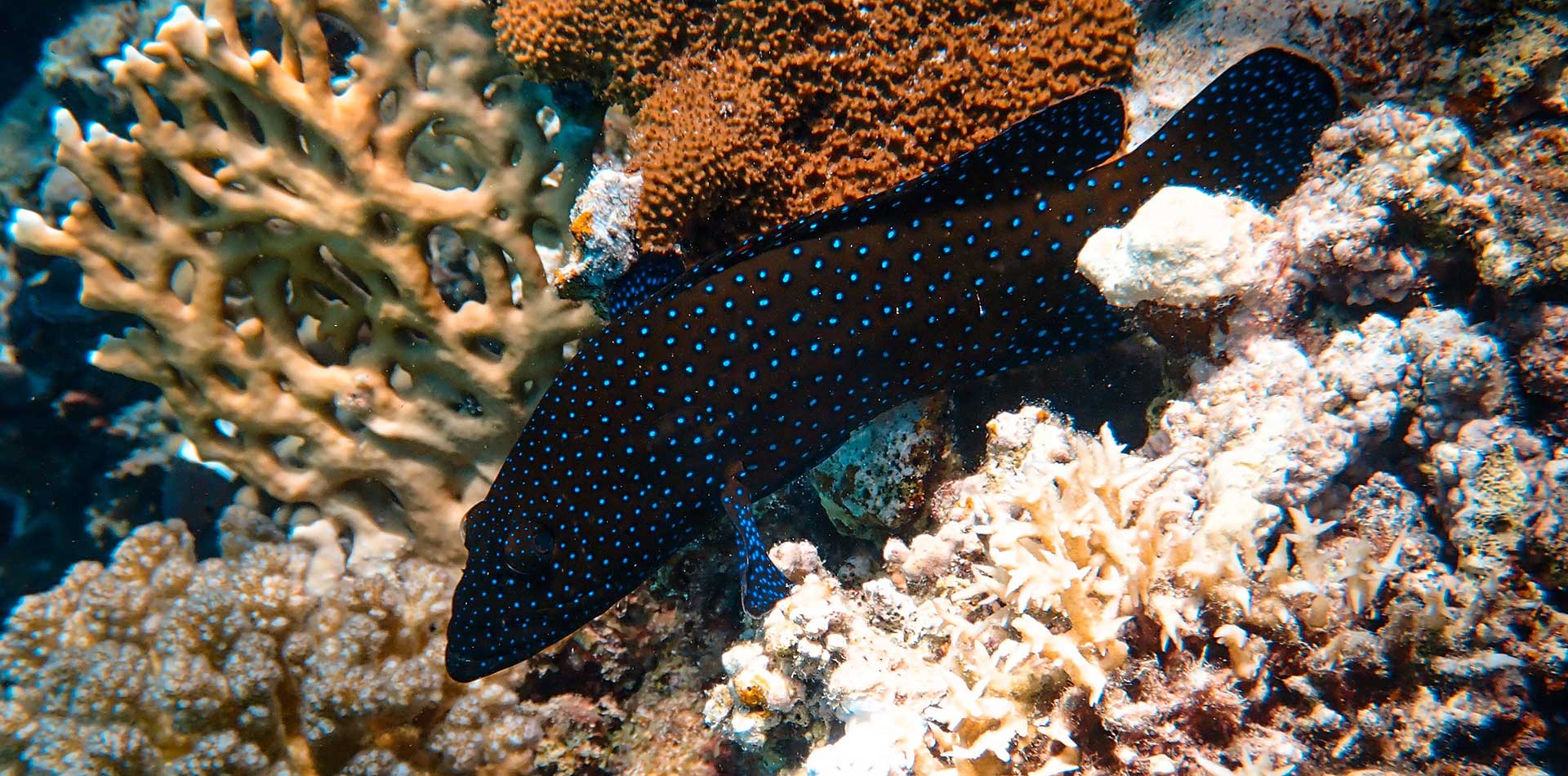 Florida Coral Reef Ecosystem